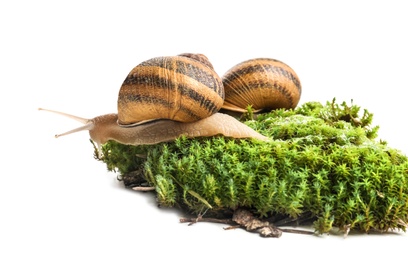 Photo of Common garden snails on green moss against white background