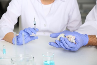 Scientists working with rat in chemical laboratory, closeup. Animal testing