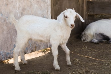 Cute domestic goatling on farm. Animal husbandry