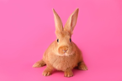 Cute bunny on pink background. Easter symbol