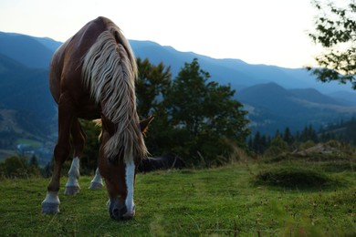 Photo of Beautiful horse grazing on meadow in mountains