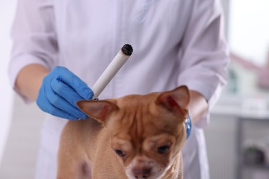 Veterinary holding moxa stick near dog in clinic, closeup. Animal acupuncture treatment