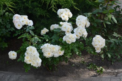 Bushes with beautiful roses in garden on summer day
