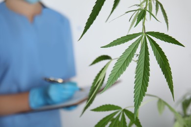 Doctor working in laboratory, focus on leaves. Medical cannabis