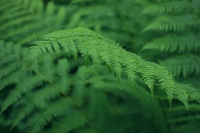 Photo of Beautiful fern leaves outdoors, closeup. Tropical plant