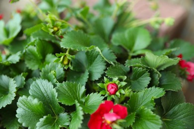 Beautiful strawberry plant with red flower and green leaves, closeup