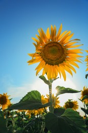 Sunflower growing in field outdoors on sunny day