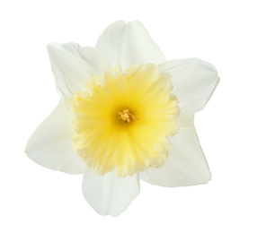 Beautiful narcissus isolated on white, closeup. Spring flower