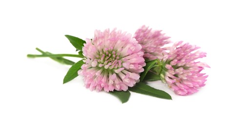 Beautiful blooming clover flowers on white background