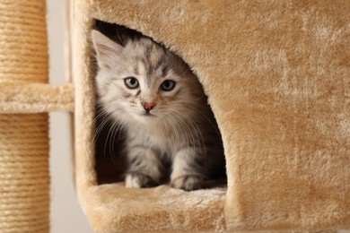 Cute fluffy kitten exploring house on cat tree