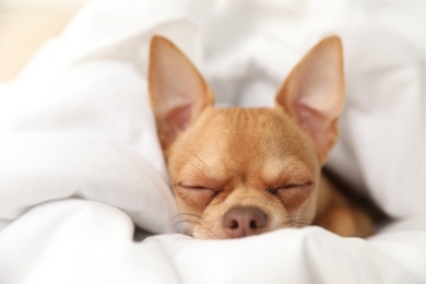 Cute Chihuahua dog sleeping under blanket at home, closeup