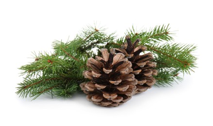 Beautiful fir branches with dry cones on white background