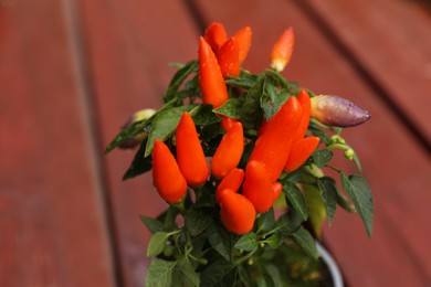 Capsicum Annuum plant. Potted rainbow multicolor chili peppers on wooden table outdoors, closeup