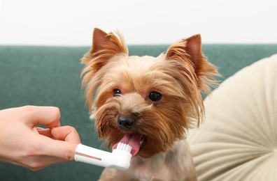 Woman brushing dog's teeth on couch, closeup