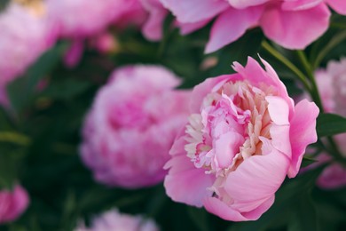 Blooming peony plant with beautiful pink flowers outdoors, closeup. Space for text