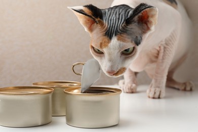 Cute Sphynx cat eating wet food from can on white table, closeup
