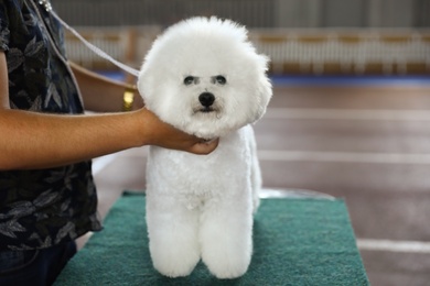 Photo of Owner with funny white Bichon Frise at dog show, closeup