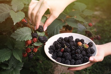 Woman gathering ripe blackberries into bowl in garden, closeup