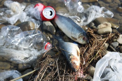 Dead fishes among trash near river. Environmental pollution concept