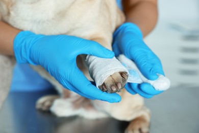 Photo of Professional veterinarian wrapping dog's paw with bandage in clinic, closeup