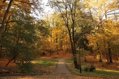 Beautiful yellowed trees and fallen leaves in park on sunny day