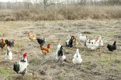 Flock of chickens and roosters in countryside