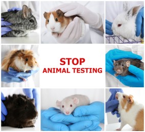 Collage with different photos and text STOP ANIMAL TESTING 