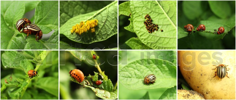 Collage with different photos of Colorado potato beetles on green leaves. Banner design