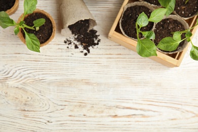 Photo of Flat lay composition with vegetable seedlings in peat pots on white wooden table. Space for text