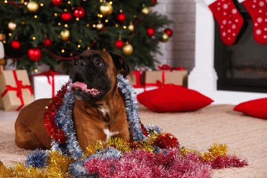 Photo of Cute dog with colorful tinsels in room decorated for Christmas