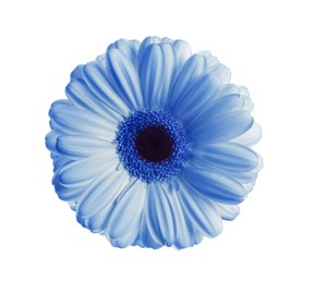 Beautiful light blue gerbera flower on white background