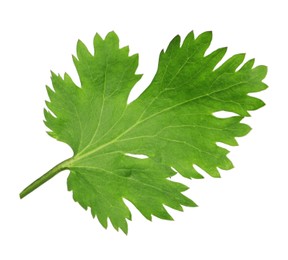 Photo of Fresh green coriander leaf isolated on white
