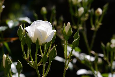 Closeup view of beautiful rose bush with white flower and buds outdoors on sunny day