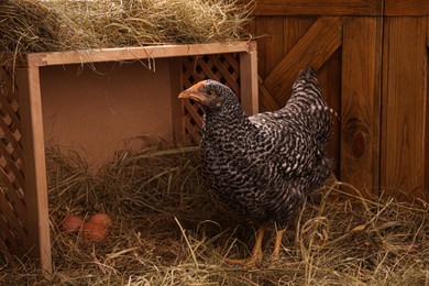 Beautiful chicken near nesting box with eggs in henhouse