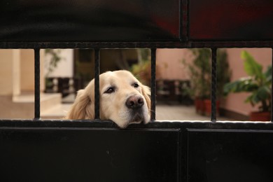 Photo of Adorable dog peeking out of metal fence outdoors