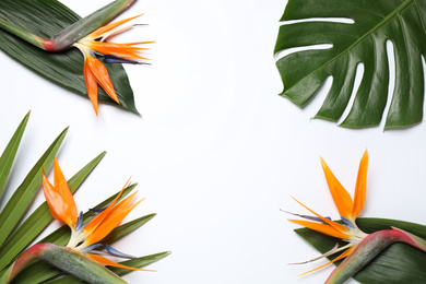 Bird of Paradise tropical flowers on white background, top view
