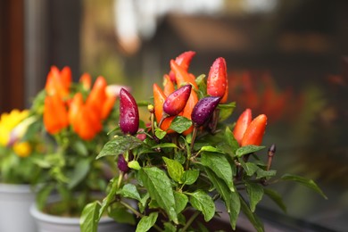 Capsicum Annuum plants. Potted rainbow multicolor chili peppers outdoors near window, space for text