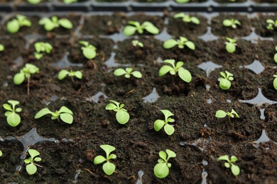 Photo of Many fresh seedlings growing in cultivation tray, closeup