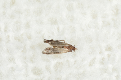 Common clothes moth (Tineola bisselliella) on white knitted fabric, top view