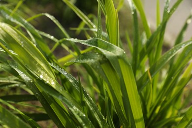 Green grass with water drops outdoors, closeup