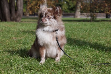 Cute Pomeranian spitz dog on green grass in park. Autumn walk