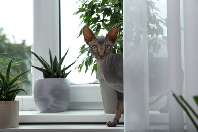 Sphynx cat on windowsill near houseplants indoors
