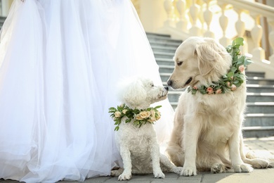 Bride and adorable dogs wearing wreathes made of beautiful flowers outdoors, closeup