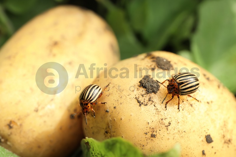 Colorado beetles on ripe potato outdoors, closeup