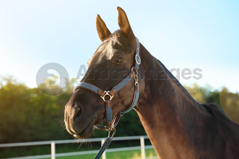 Photo of Horse with bridle outdoors on sunny day. Beautiful pet