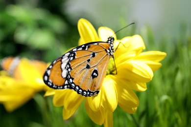 Photo of Beautiful painted lady butterfly on flower in garden