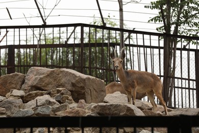 Photo of Beautiful ibex in zoo enclosure. Wild animal