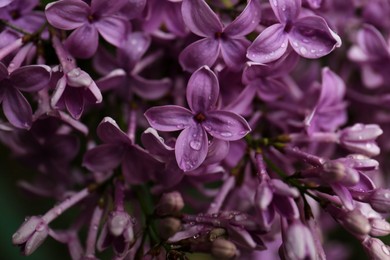 Beautiful lilac flowers with water drops as background, closeup