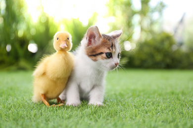Fluffy baby duckling and cute kitten together on green grass outdoors