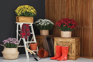 Photo of Beautiful fresh chrysanthemum flowers and gardening tools indoors